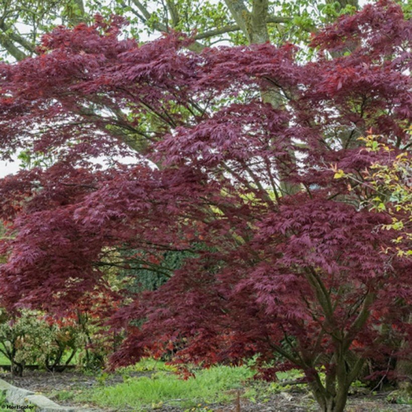 Acer palmatum atropurpureum